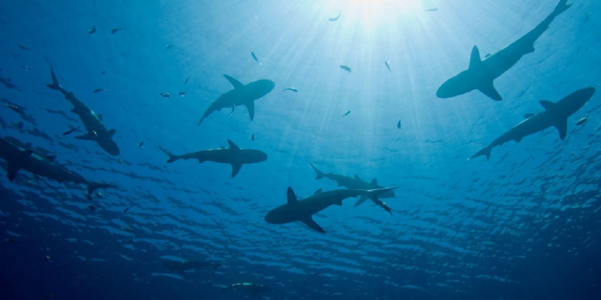 shark attack