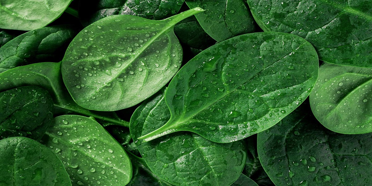 Is spinach good for your health? ask Popeye and science