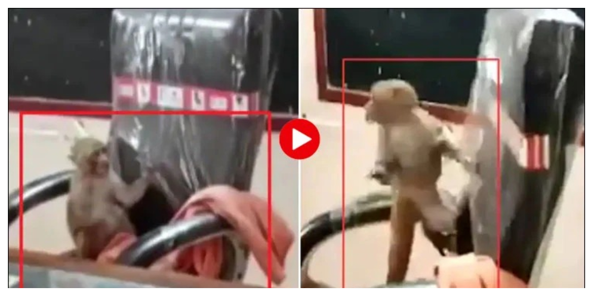 monkey is out