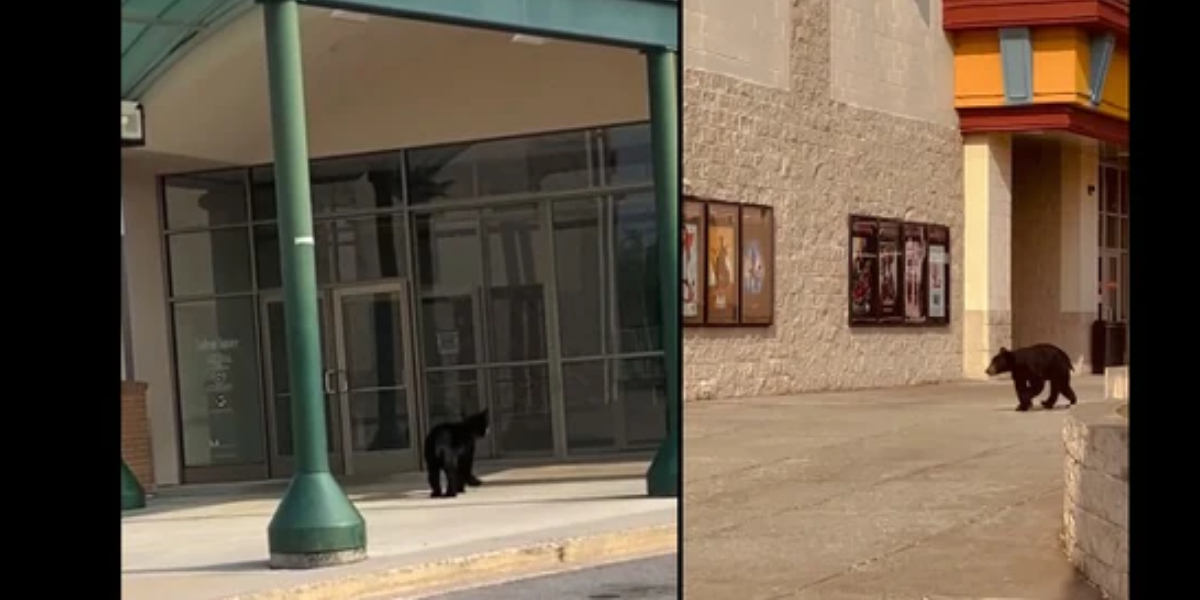 bears spotted in mall