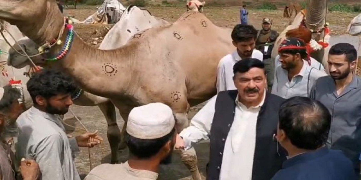 Video of Sheikh Rasheed purchasing camels goes viral