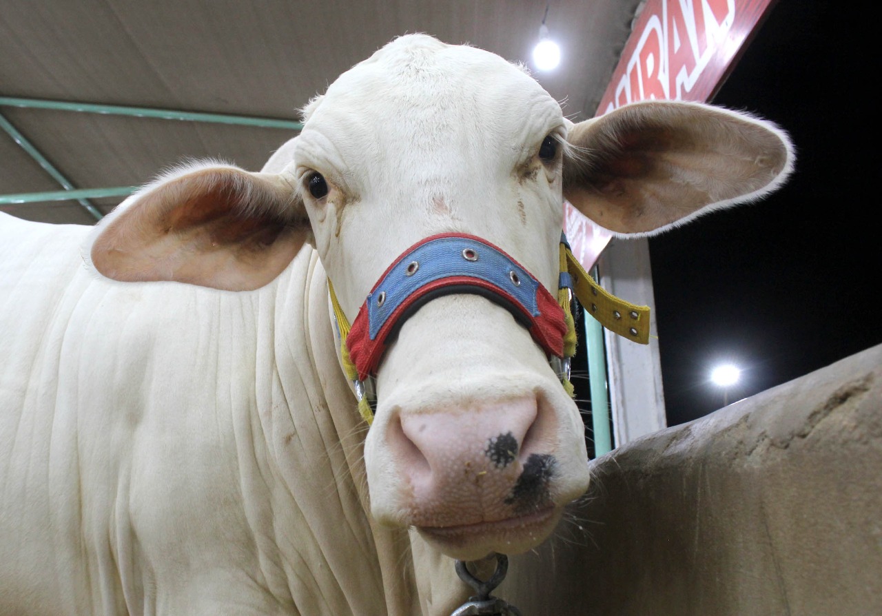 Cow Mandi 2021