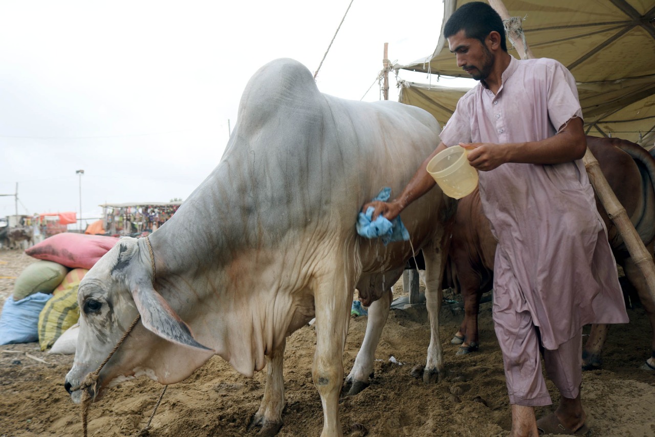 Cow Mandi 2021