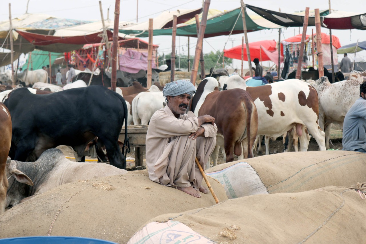 Cow Mandi 2021