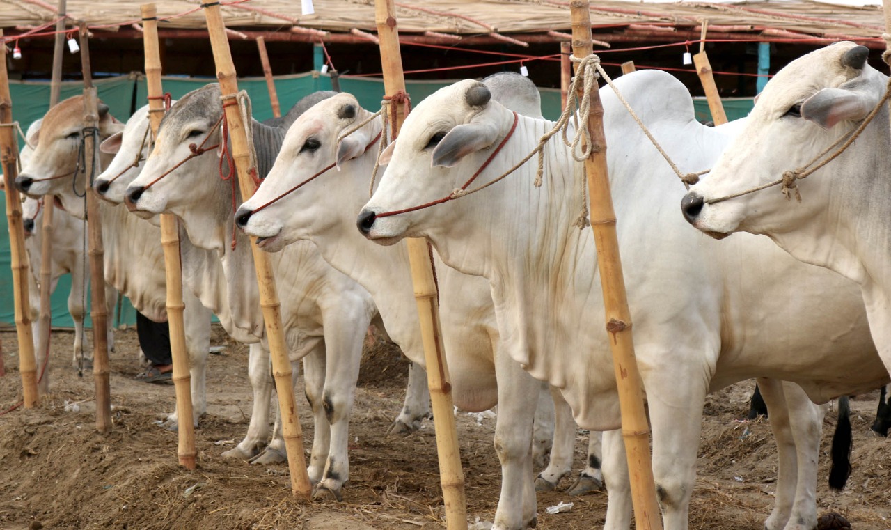 Cow Mandi 2021
