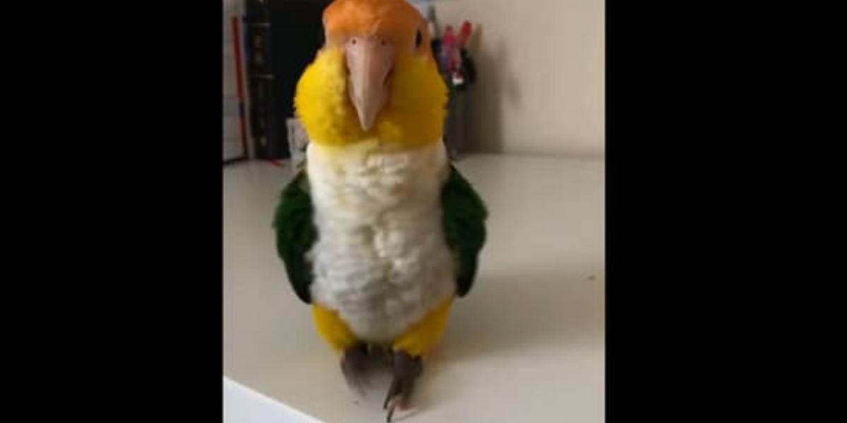 Parrot