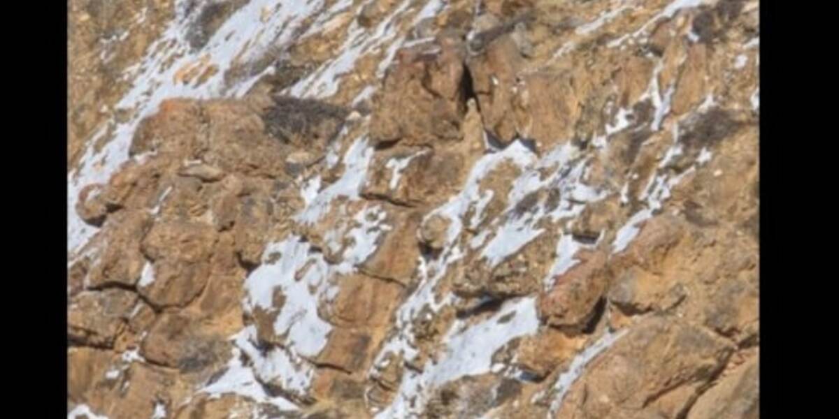 Snow Leopard