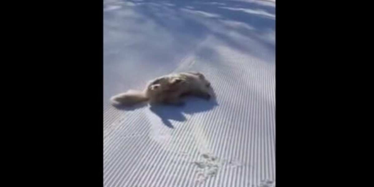 Doggo