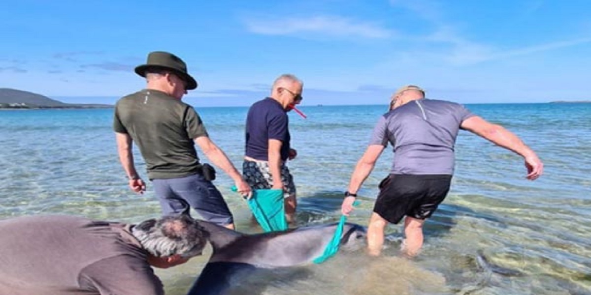 Volunteers assist in the rescue of a stranded dolphin on an Irish beach