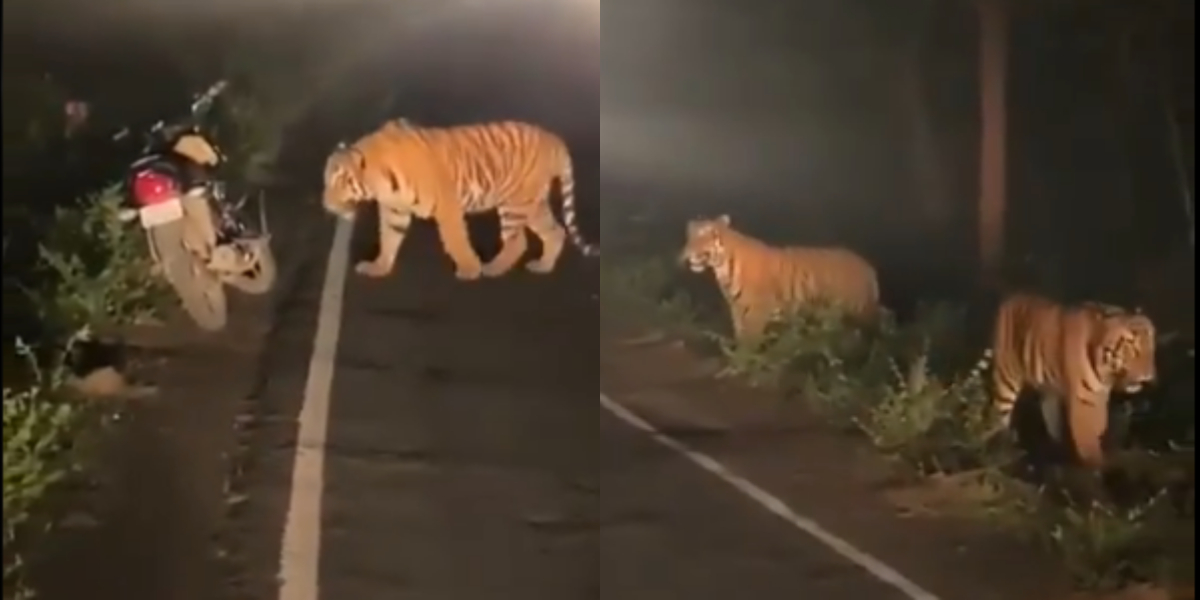 leopards on highway
