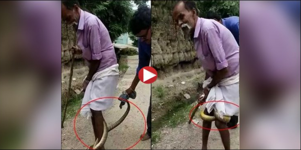 Dangerous snake