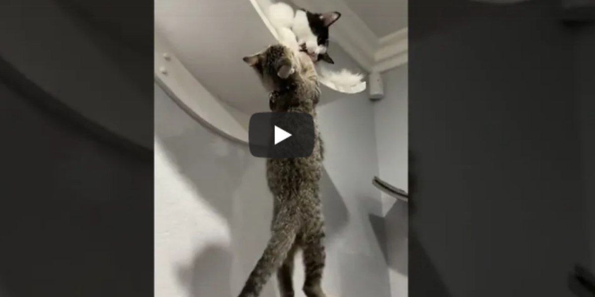 Amazing video of cats