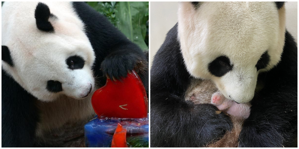 Singapore’s panda couple Kai Kai and Jia Jia become parents for the first time