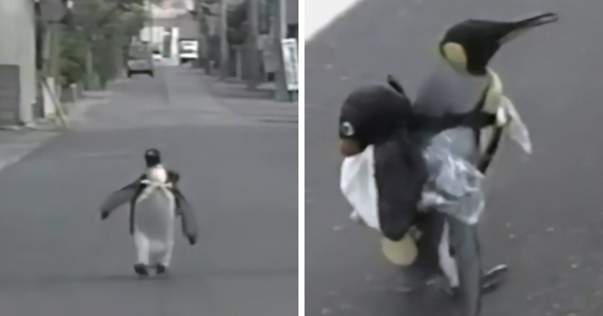 Have you ever wondered? A “bird" out of the Antarctic