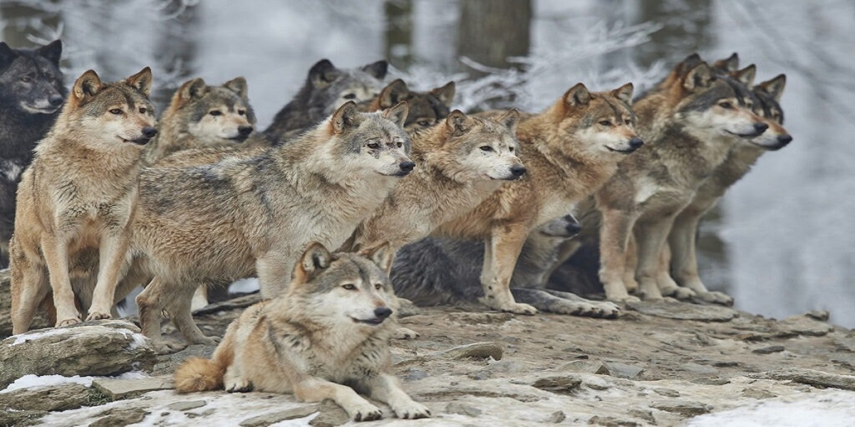 North Carolina: Authorities captured nine escaped wolf-dog hybrids