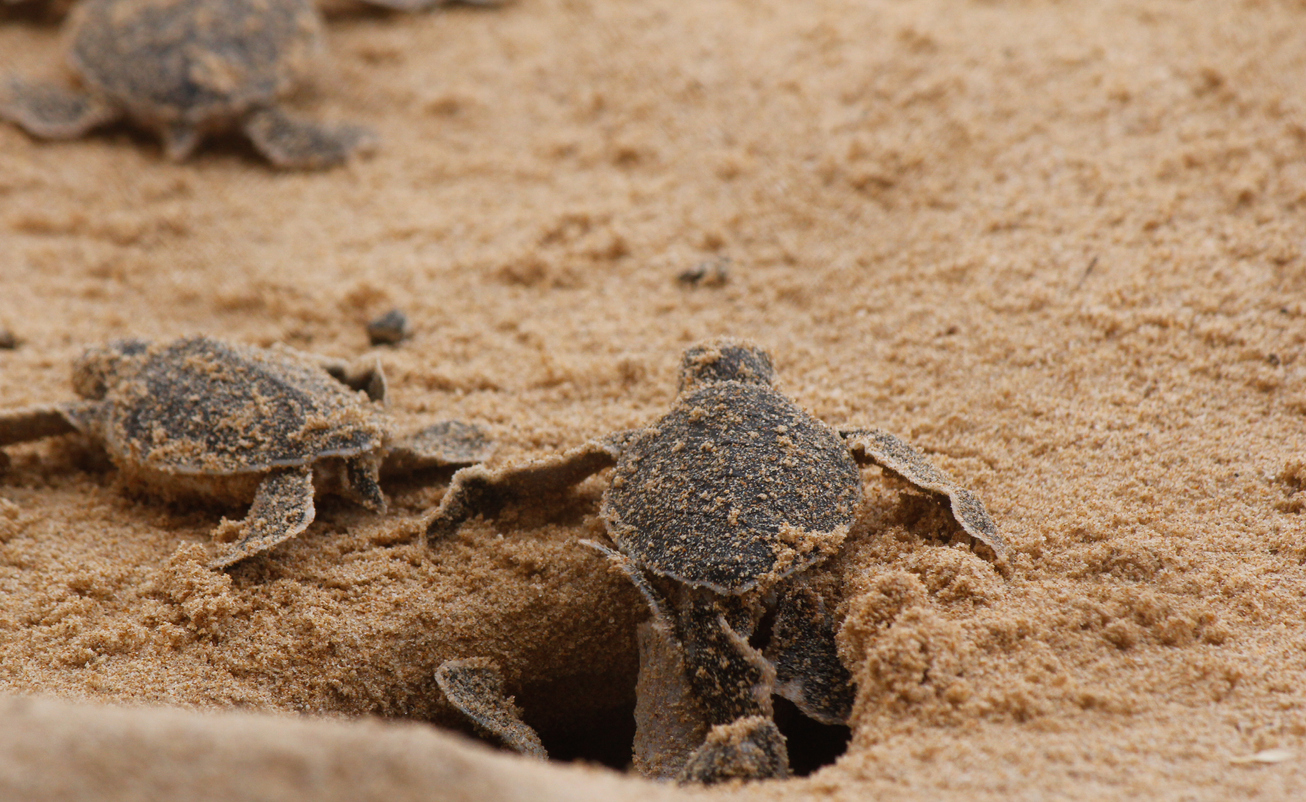 Two-headed sea turtle found on South Carolina beach