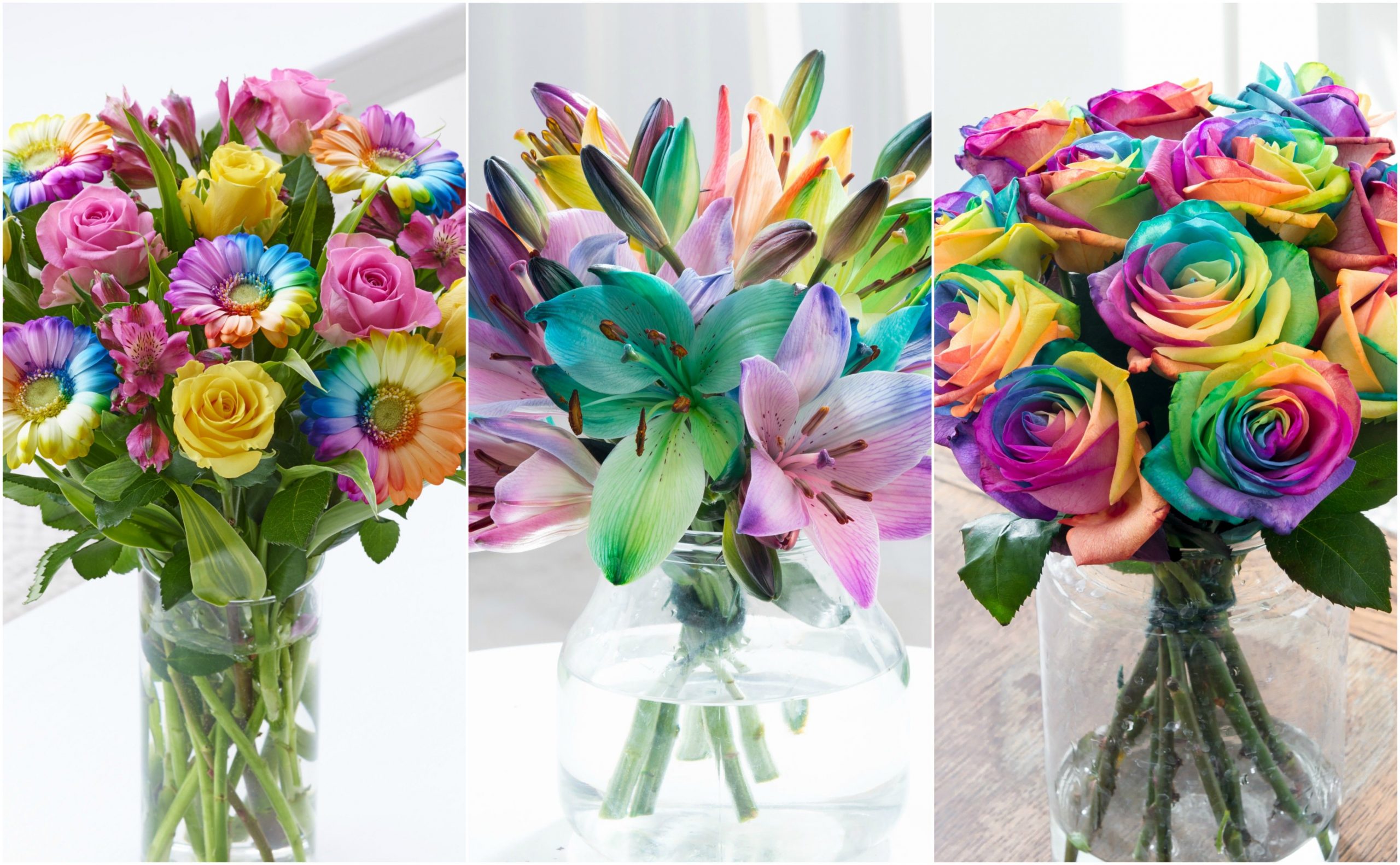 rainbow roses with vividly colored petals