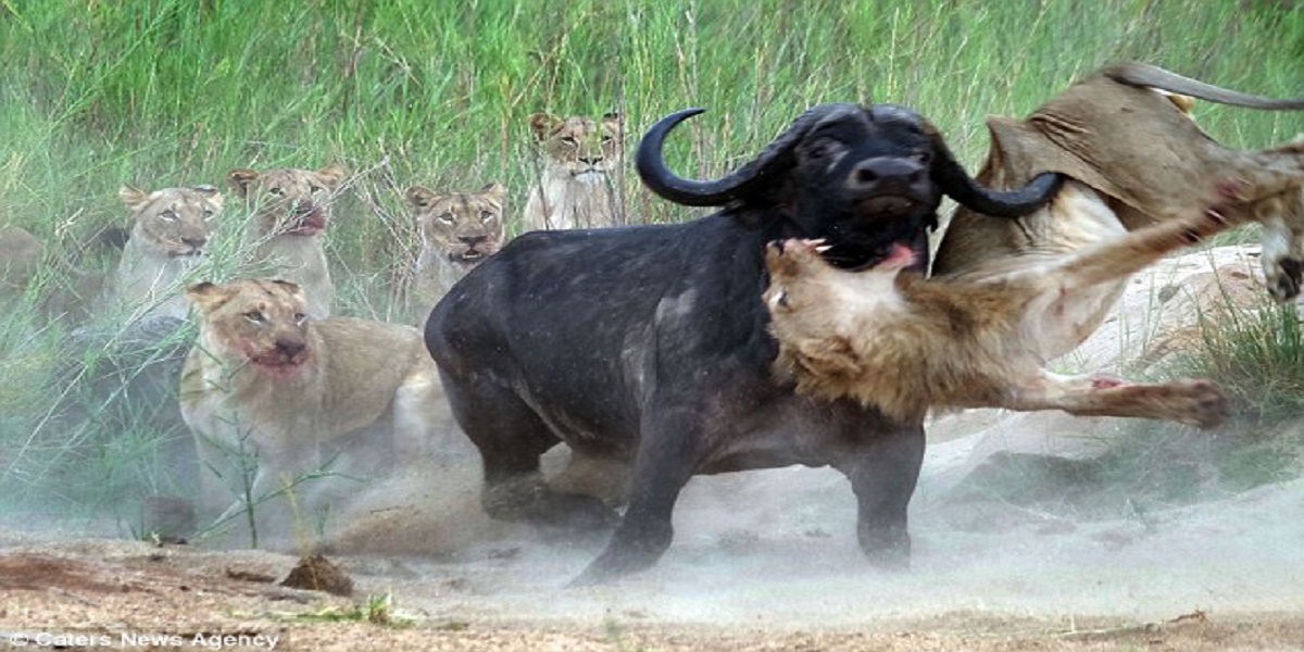 buffalo attacks lions