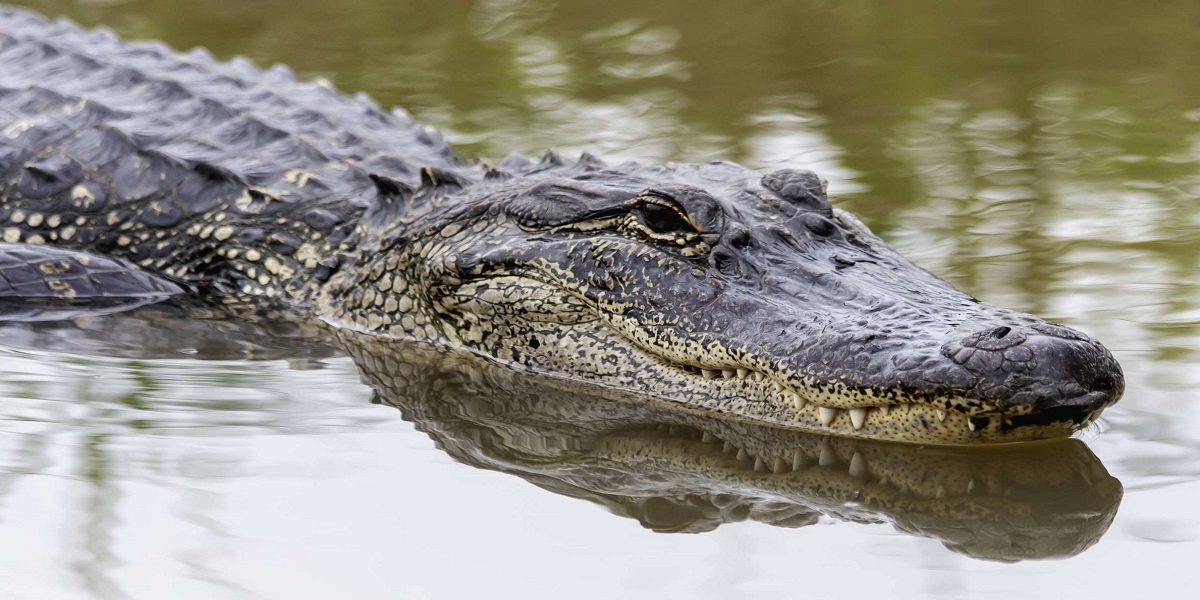 13-foot, 800lb alligator catch by the Mississippi hunters
