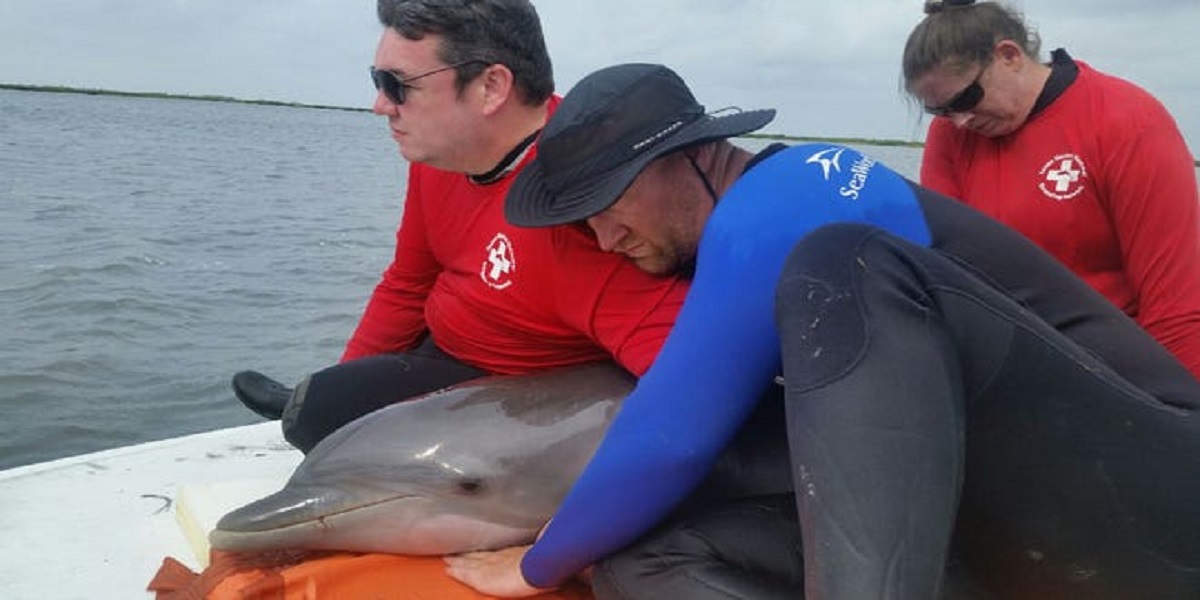 Volunteers saved stranded Dolphin in shallow Texas waters