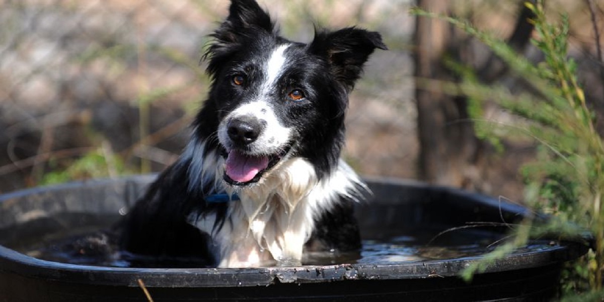 Owner leaves $5 million to his pet then it became world's wealthiest dog