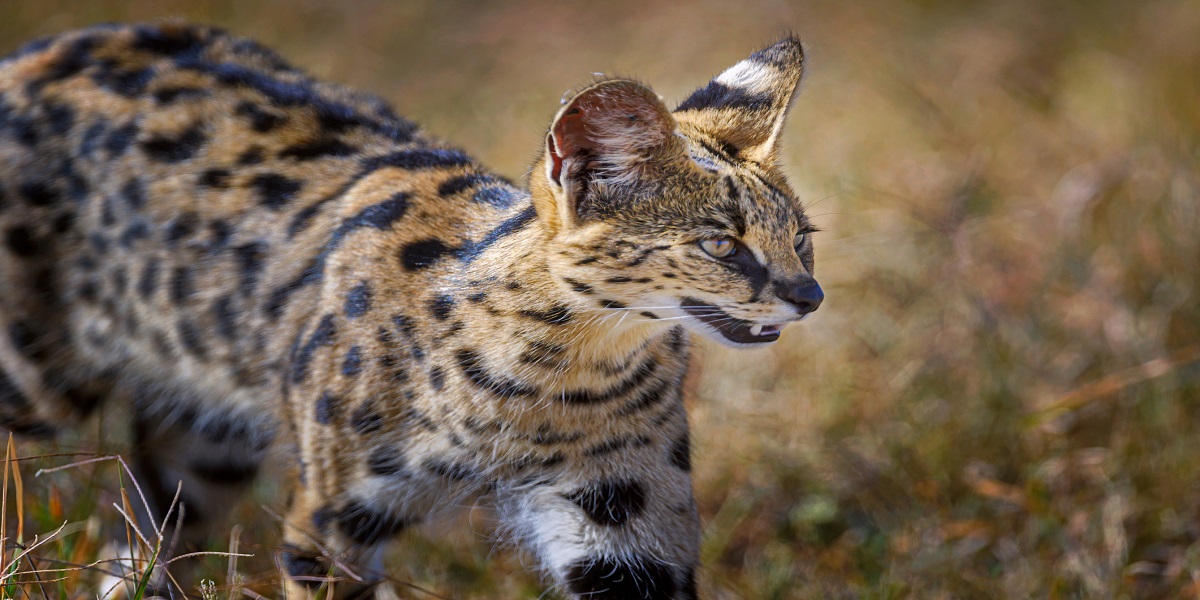Two African servals make their way out of an Alabama pet shop