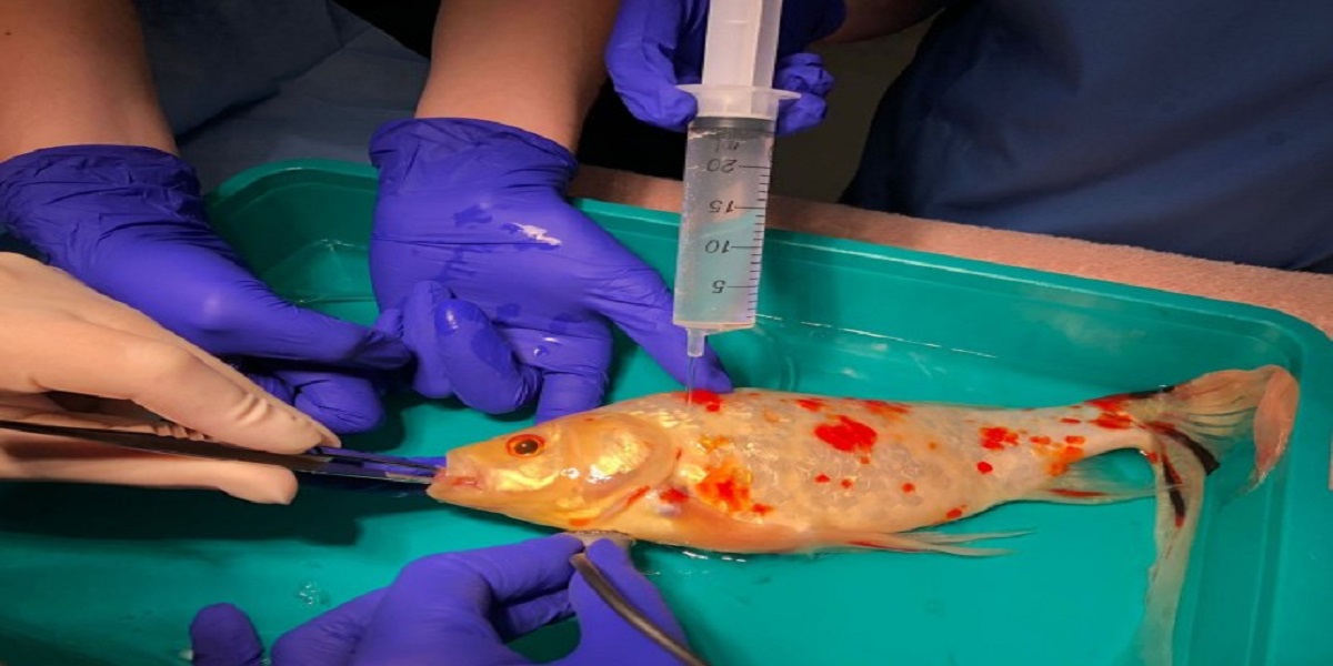A lump in the mouth of a goldfish costs £300 to remove.