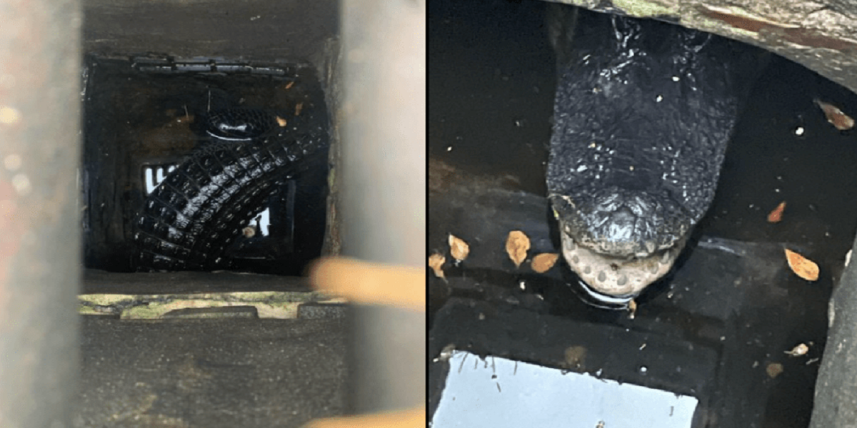 Alligator rescued after spending days stranded in a Florida storm drain