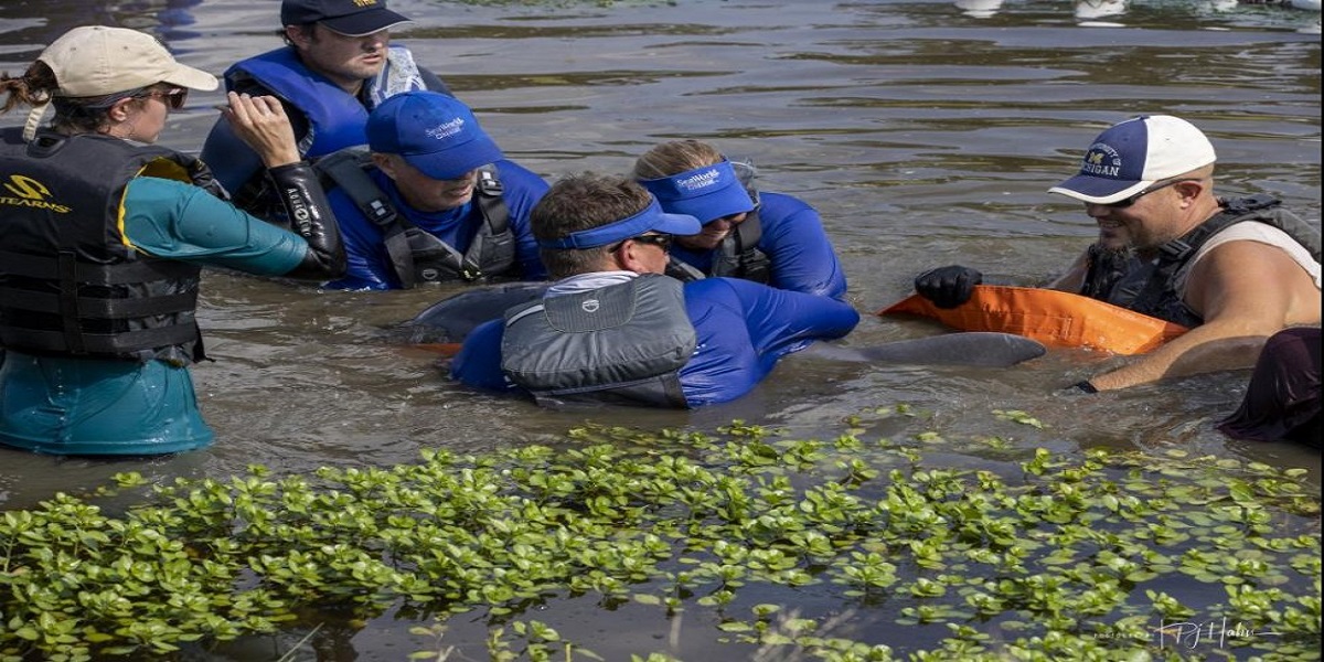Hurricane Ida: Stranded dolphin rescued and returned to the wild