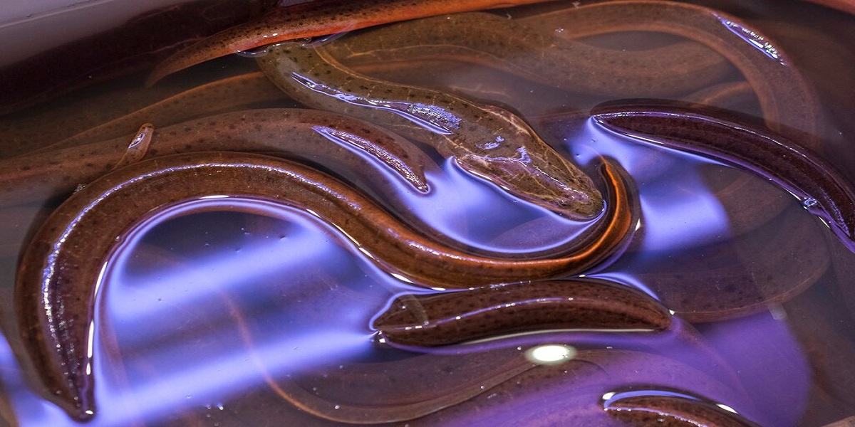 Chinese man sticks eel in his ear to cure an upset stomach