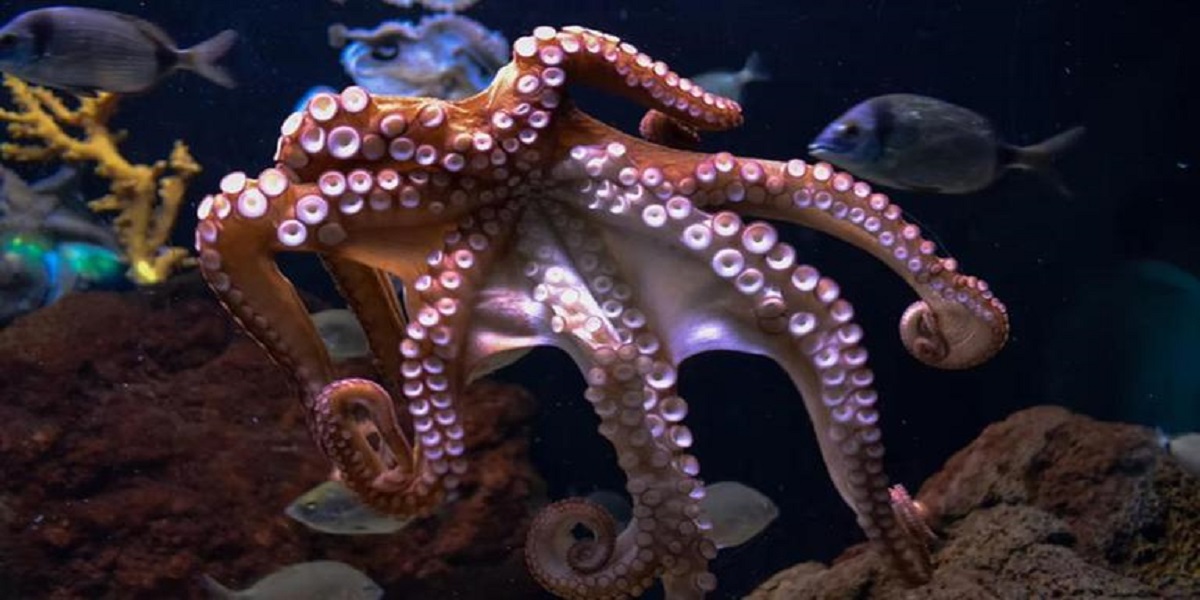 Female Octopuses throws objects at males when harassed