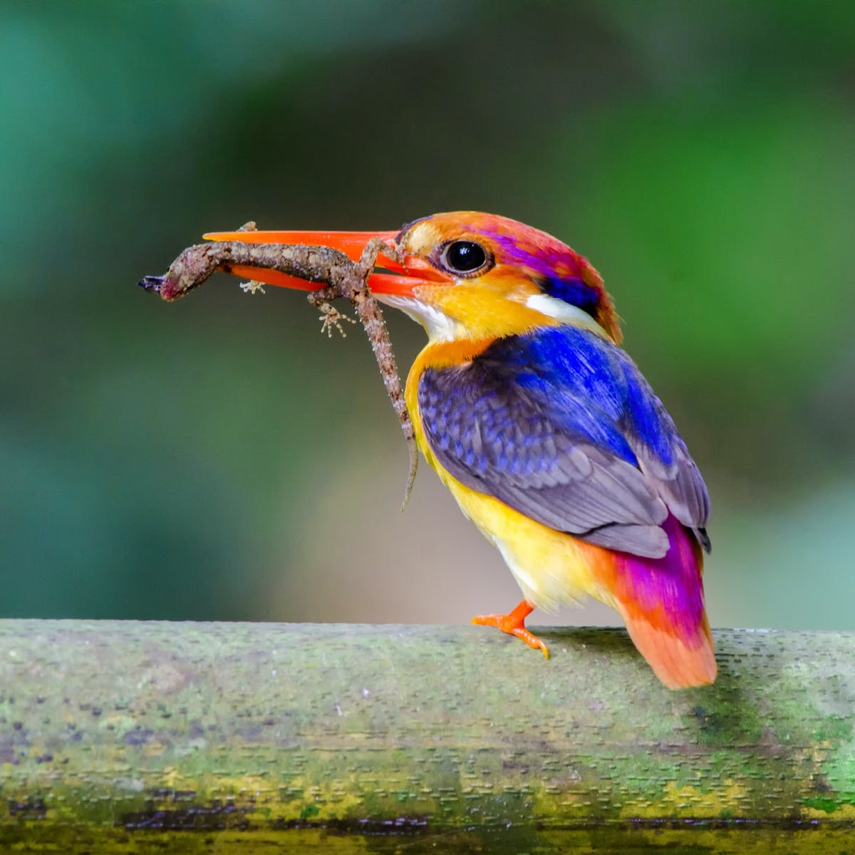 Climate change is now beginning to affect humans as well as animals