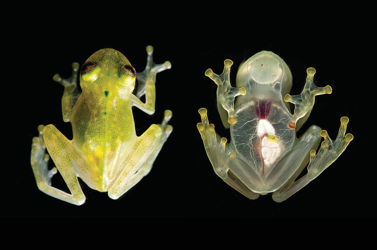 Glass frog with translucent skin found in Costa Rica