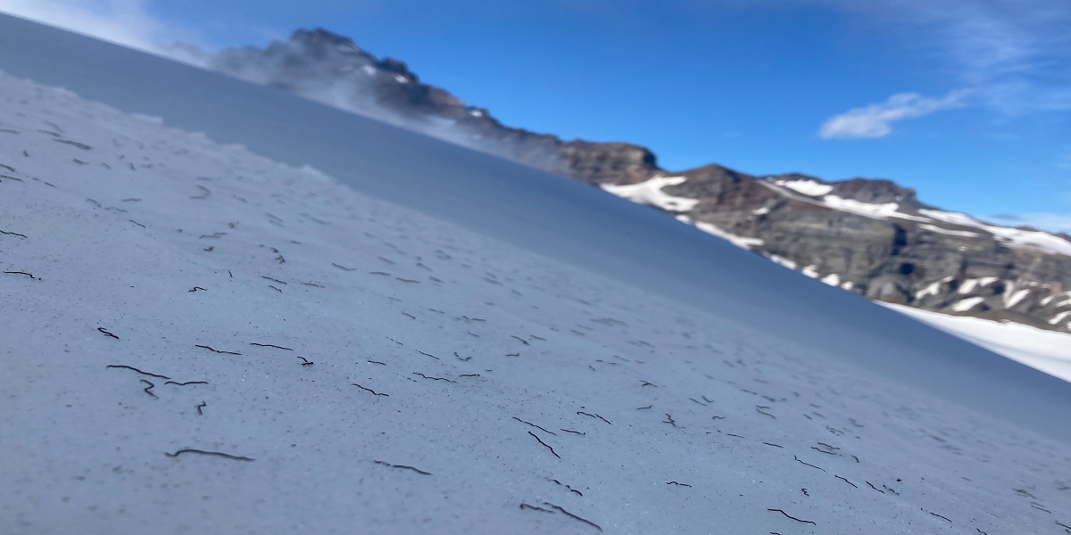 Mysterious thread-like worms that wiggle through snow