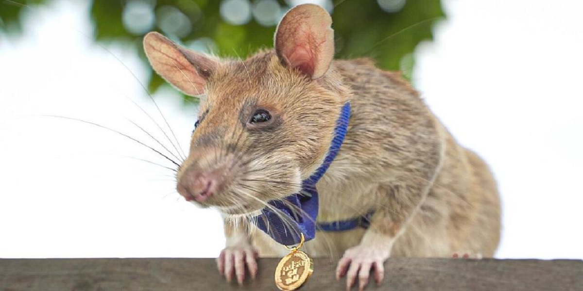 Cambodia: Lets meet Landmine-Detecting Rat ‘Magawa’