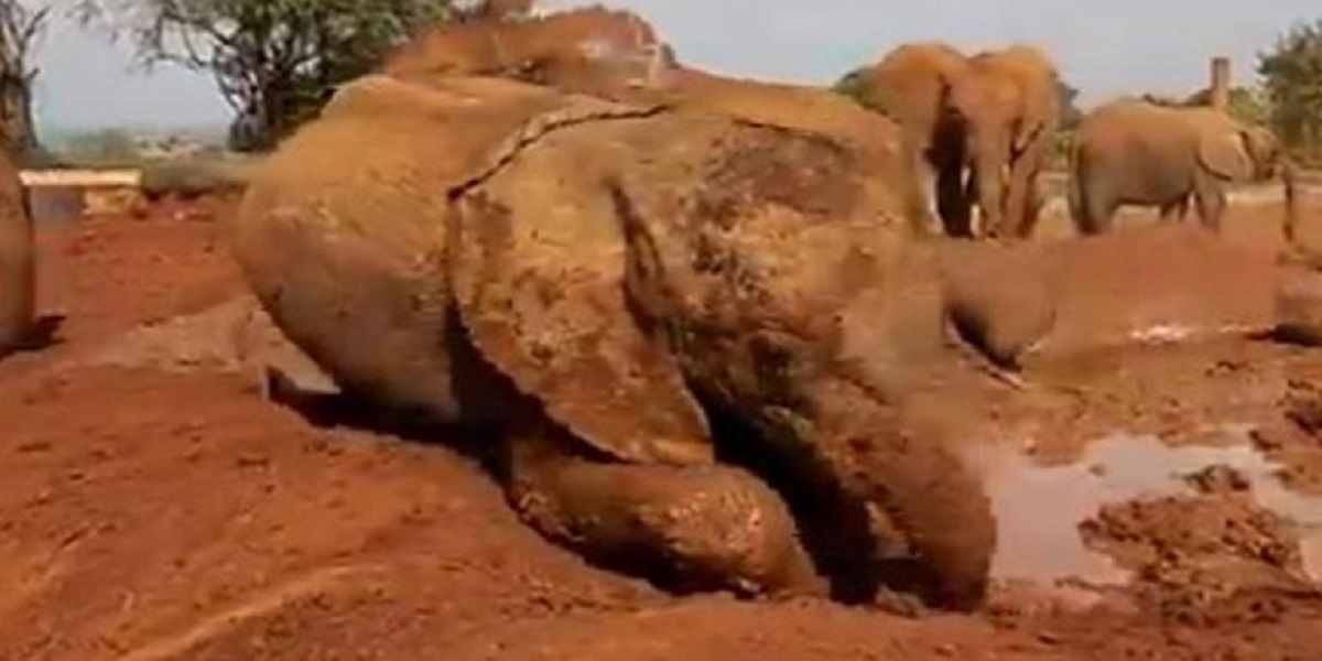 Baby Elephant mud bath video goes viral on the internet