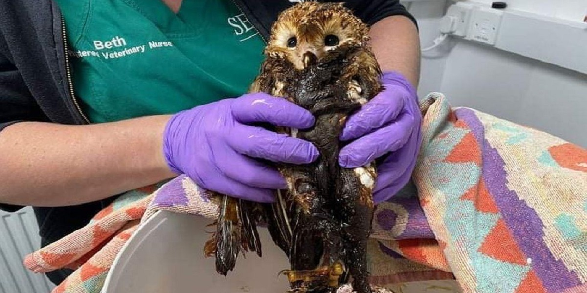 Barn Owl trapped in a molasses bucket is rescued and "Recovering well"