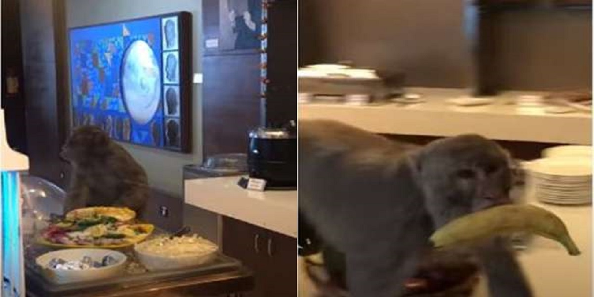Wild monkey enters into Airport’s VIP lounge In India