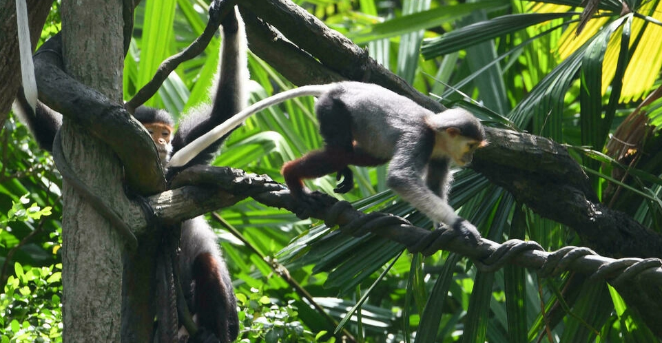 Five critically endangered monkeys shot dead in Vietnam