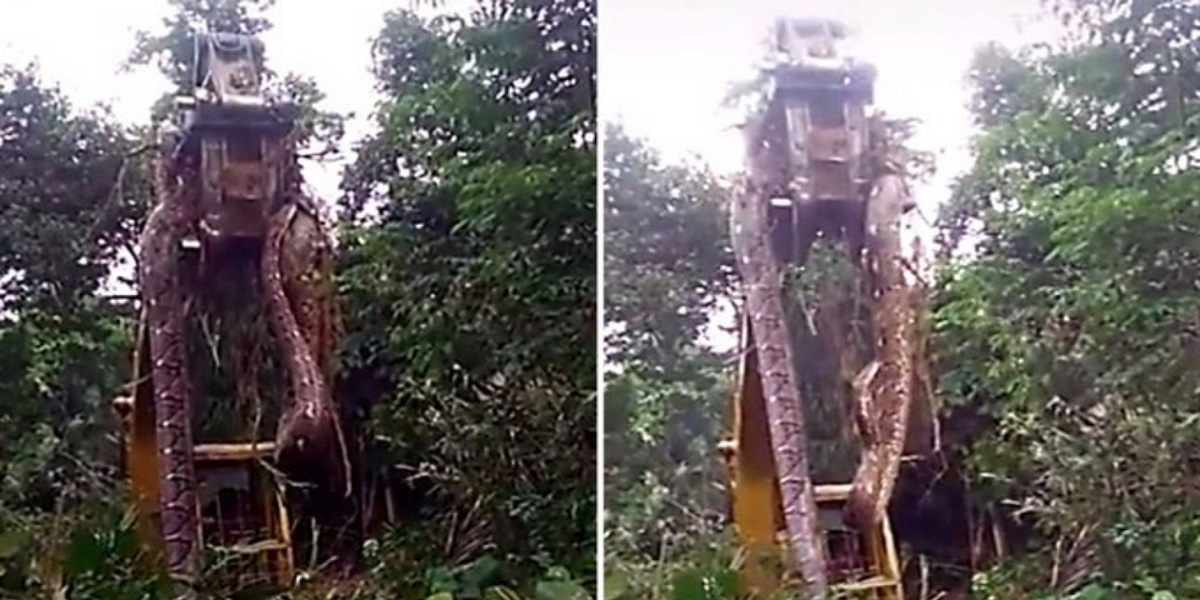 Massive snake being lifted by a crane in a Caribbean forest has gone viral