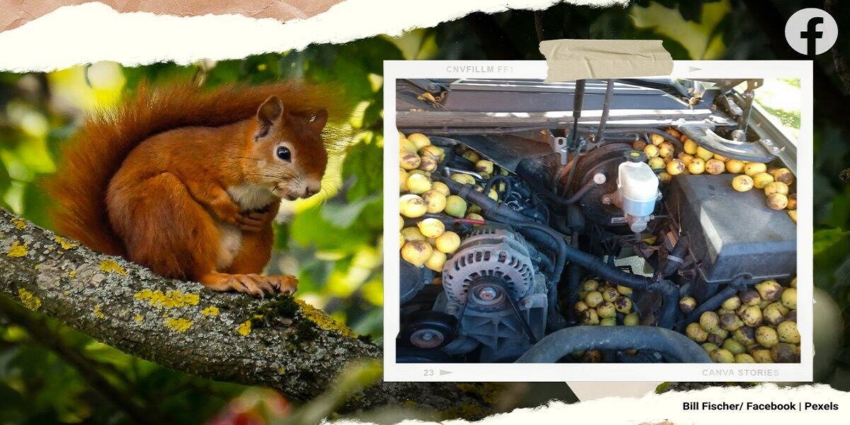 Squirrels allegedly hid 42 gallons of walnuts under the hood of a car