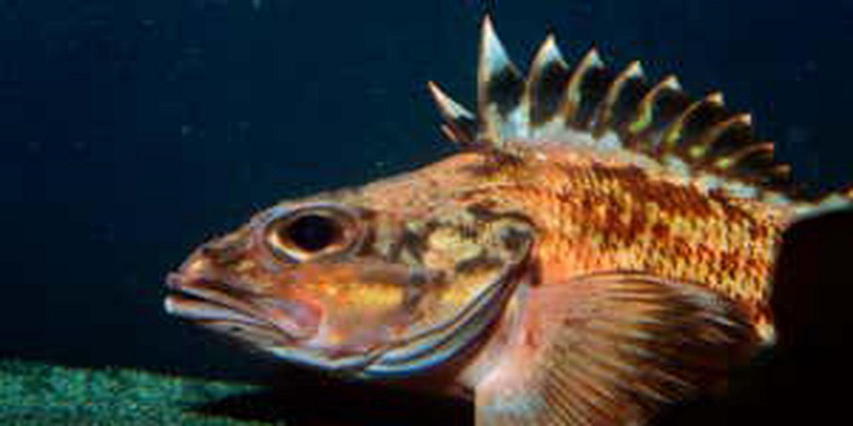 Scientific study: Rockfish might be the key to eternal life