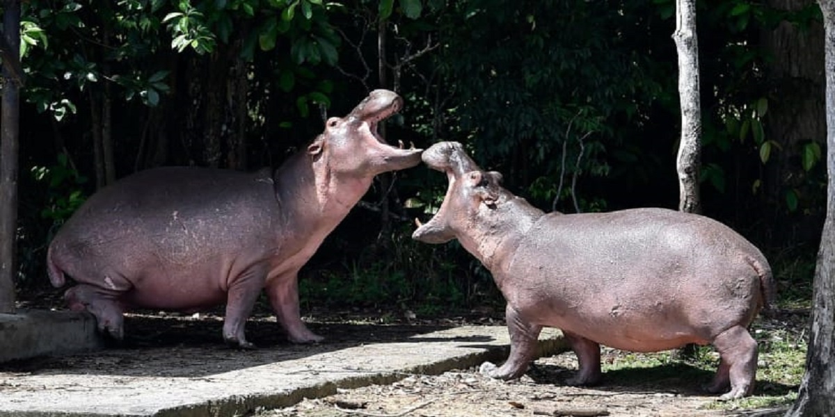'Cocaine hippos' of Pablo Escobar recognized as humans by a US court