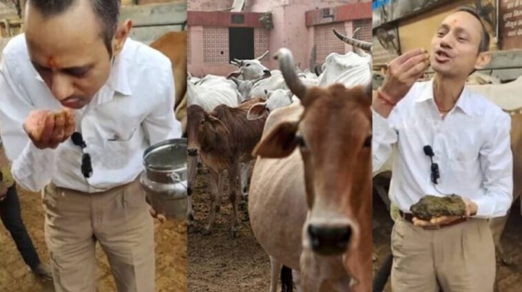 Cow Dung