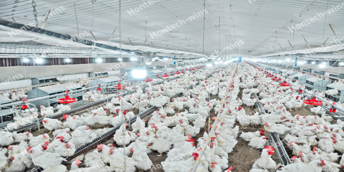 poultry
