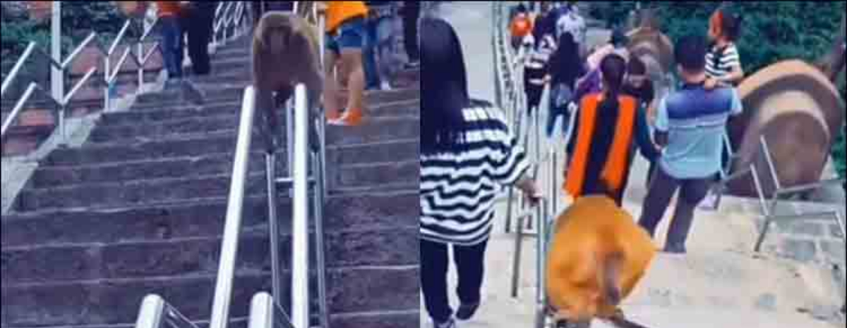 smart monkey 'pro max Jugaad' to get down from stairs quickly