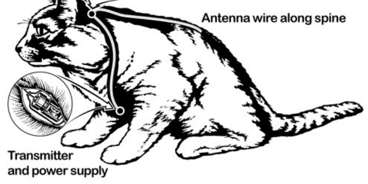 Acoustic Kitty