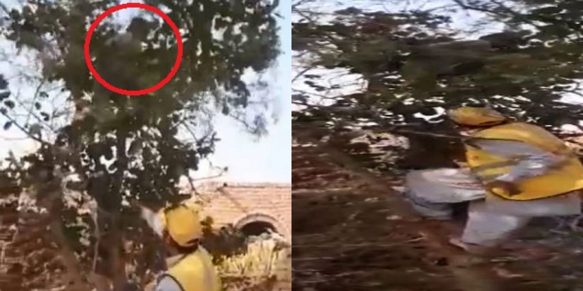 A boy from Punjab climb over the tree