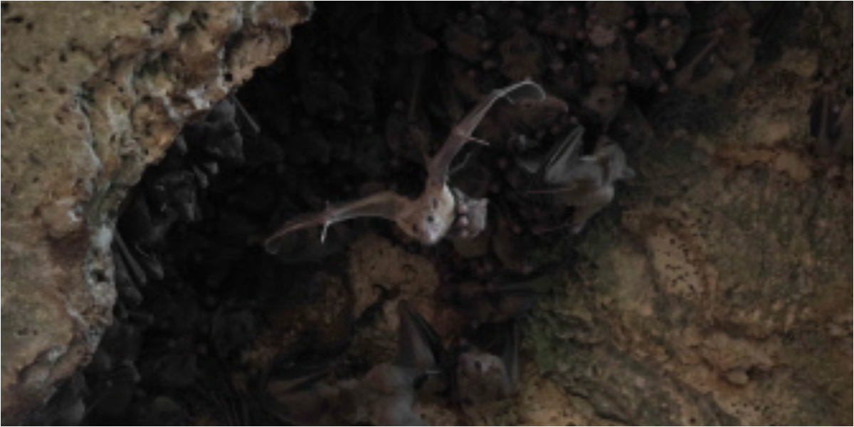 Mother knows best: How bat mums help their pups navigate the world