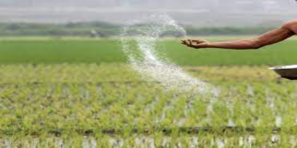 Bumper rice crop
